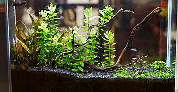 Olympiad Notes: Getting to Know Plants | Science Olympiad Class 6