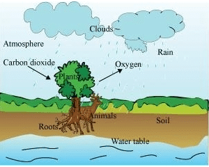 NCERT Solutions for Class 7 Science - Forests- Our Lifeline