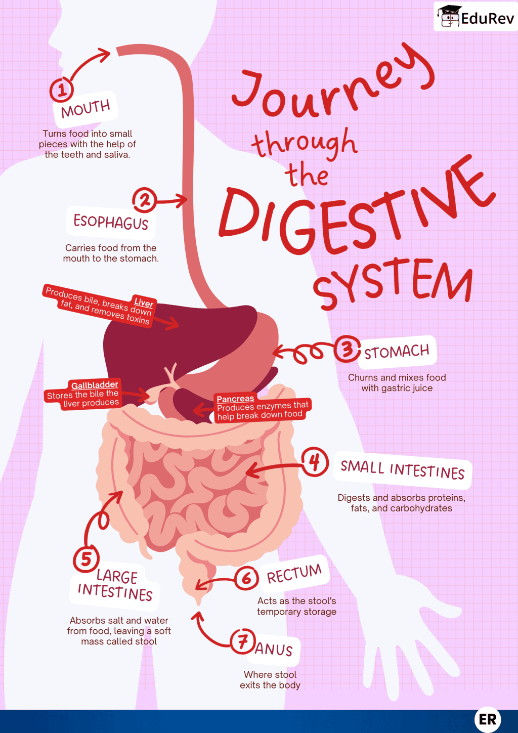Class 7 Science Chapter 9 Infographics - Digestive System
