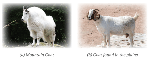 Diversity in the Living World NCERT Solutions | Science for Class 6