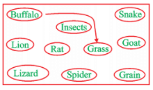 NCERT Exemplar Solutions: Food - Where does it come from | Science for Class 6