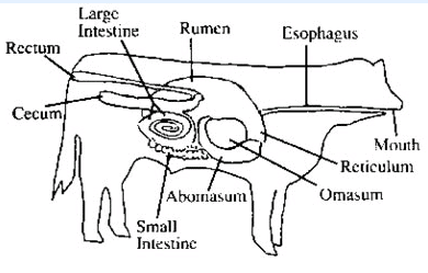Class 7 Science Chapter 2 Question Answers - Nutrition in Animals