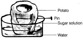 Class 7 Science Chapter 7 Question Answers - Transportation in Animals and Plants