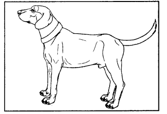 NCERT Solutions: Mijbil the Otter