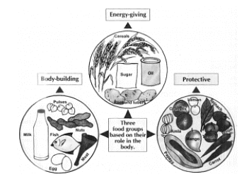 Food and its Components | General Knowledge Encyclopedia - Class 8