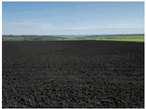 Black Soil