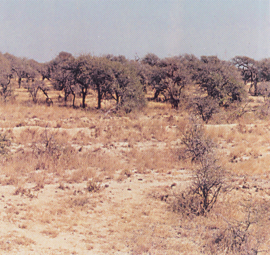 Mnemonics: Natural Vegetation and Wildlife | Social Studies (SST) Class 9