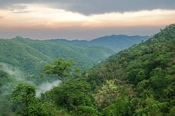 Mnemonics: Natural Vegetation and Wildlife | Social Studies (SST) Class 9