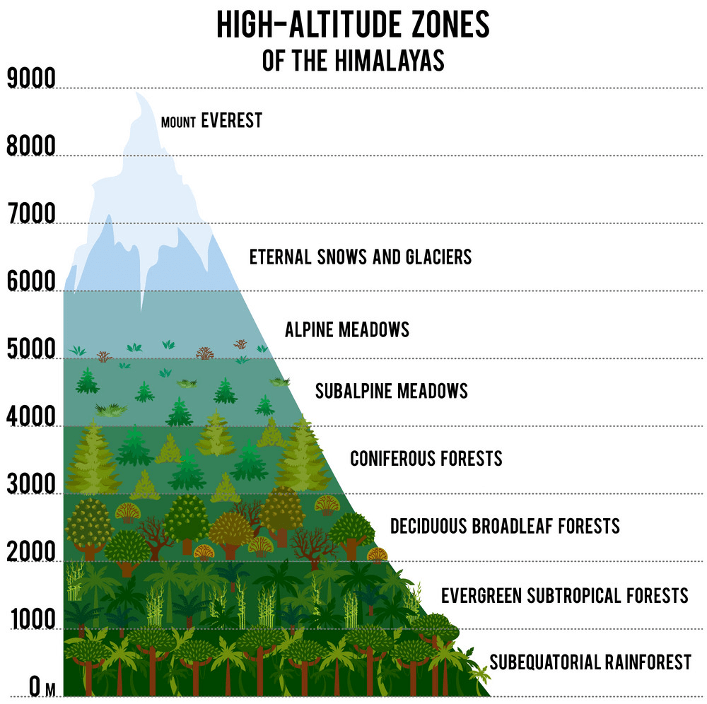 Class 9 Geography Chapter 5 Notes - Natural Vegetation and Wildlife