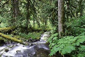 Fig: Thick Vegetation prevents Landslides