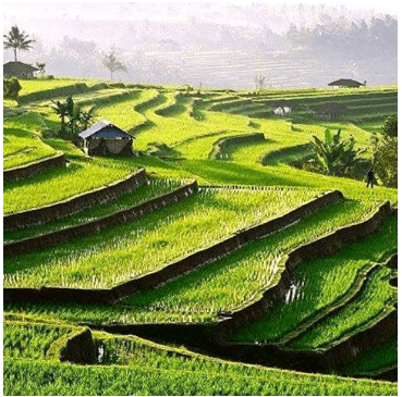 Terrace Cultivation