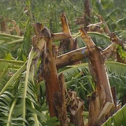 Fig: The Aftermath of a Cyclone