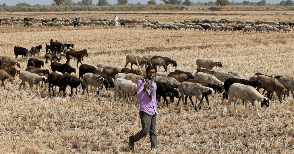 Mnemonics: Pastoralists in the Modern World | Social Studies (SST) Class 9