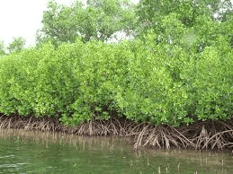 Mnemonics: Natural Vegetation and Wildlife | Social Studies (SST) Class 9