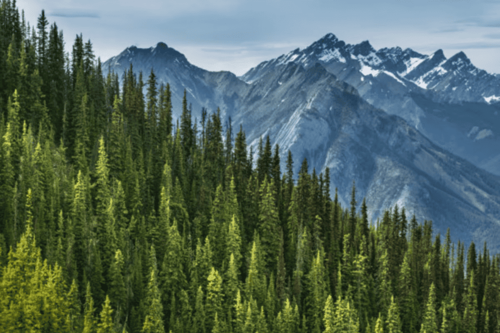 Mnemonics: Natural Vegetation and Wildlife | Social Studies (SST) Class 9