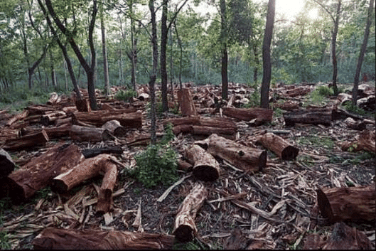 Mnemonics: Forest Society and Colonailism | Social Studies (SST) Class 9