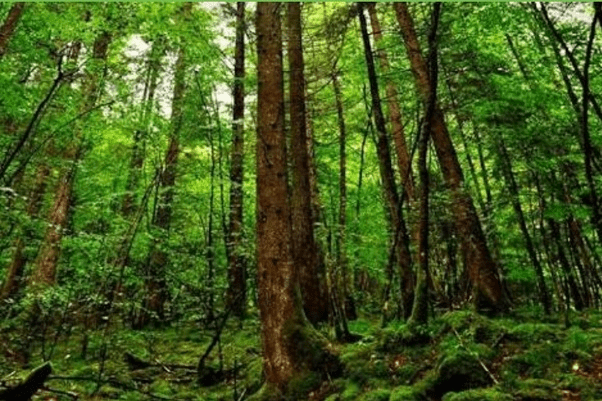 Class 9 Geography Chapter 5 Notes - Natural Vegetation and Wildlife