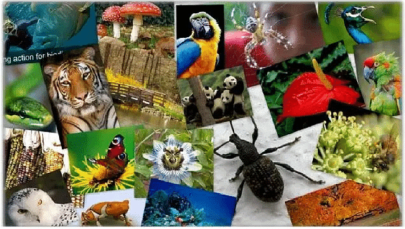 Essay on Wildlife Conservation - Class 9