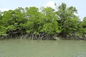 Class 9 Geography Chapter 5 Notes - Natural Vegetation and Wildlife