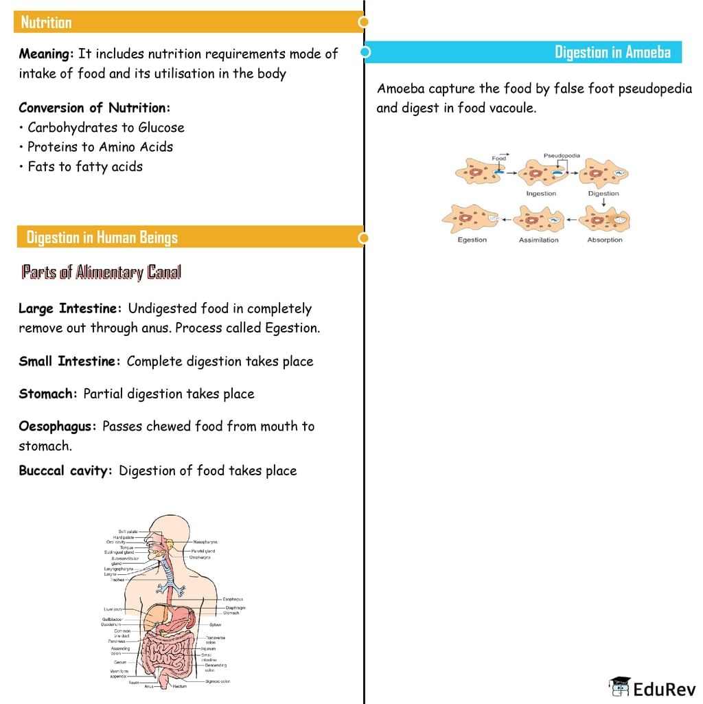 Mind Map: Nutrition in Animals - Class 7