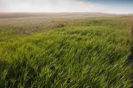 Grassland
