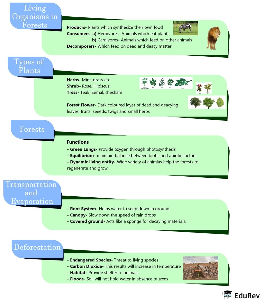 Mind Map: Forest - Our Lifeline - Class 7