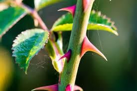 Thorny Bushes