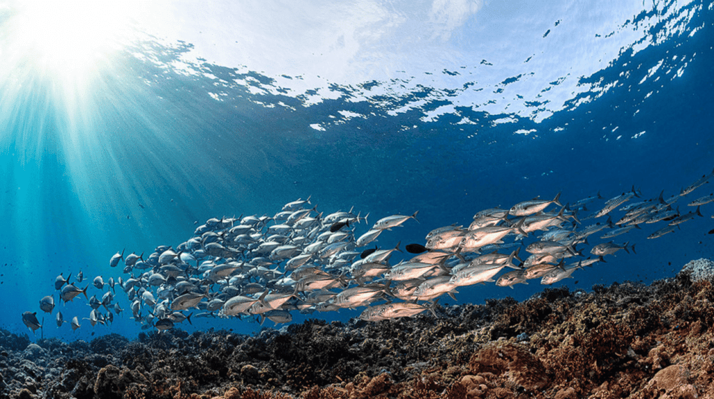 Short & Long Question Answers: Oceans and Continents | Short & Long Answer Questions for Class 6
