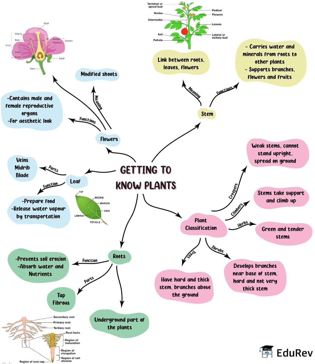 Mind Map: Getting to know Plants | Subject-Wise Mind Maps for Class 6