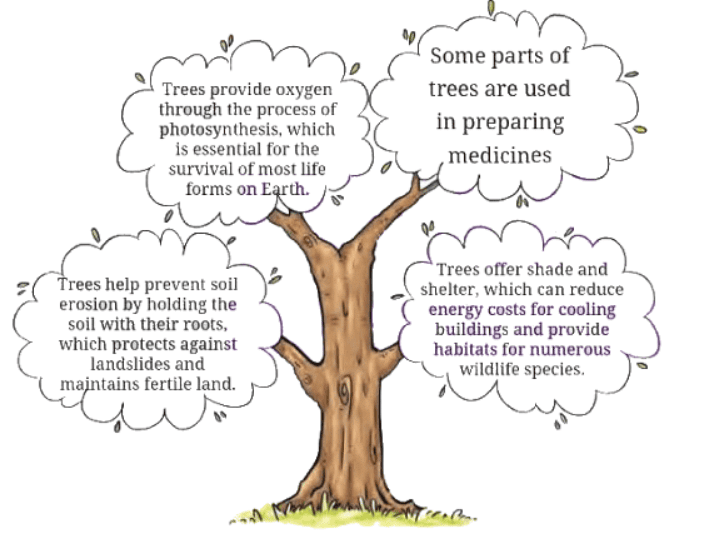 Neem Baba NCERT Solutions | English Class 6 (Honeysuckle)