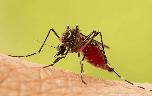 A Treat for Mosquitoes - 2 Class 5 Worksheet EVS Chapter 8