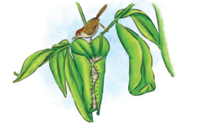 What a Bird Thought NCERT Solutions | English Class 6 (Honeysuckle)