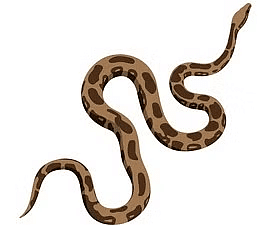 Worksheet: A Snake Charmer’s Story - 1 | EVS Class 5