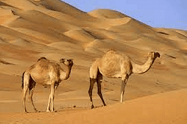 The Land of Sand: Saudi Arabia - 1 Class 5 Worksheet SST