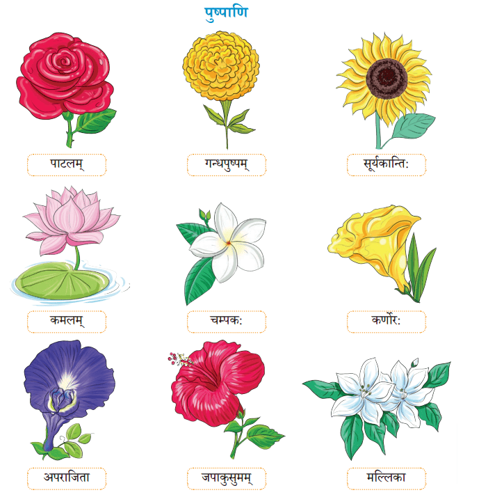 सः एव महान् चित्रकार: NCERT Solutions | Sanskrit for class 6