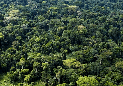 The Land of Dense Forests: Congo - 1 Class 5 Worksheet SST