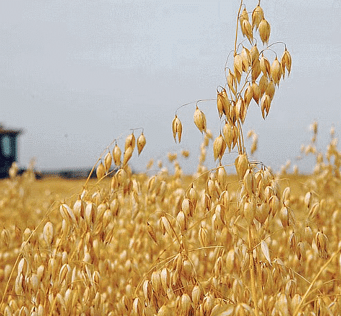 The Temperate Grasslands: Prairies - 1 Class 5 Worksheet SST