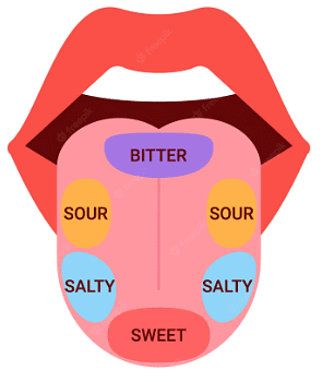 Parts of Tongue