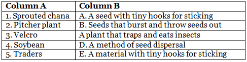 Seeds and Seeds - 2 Class 5 Worksheet EVS Chapter 5