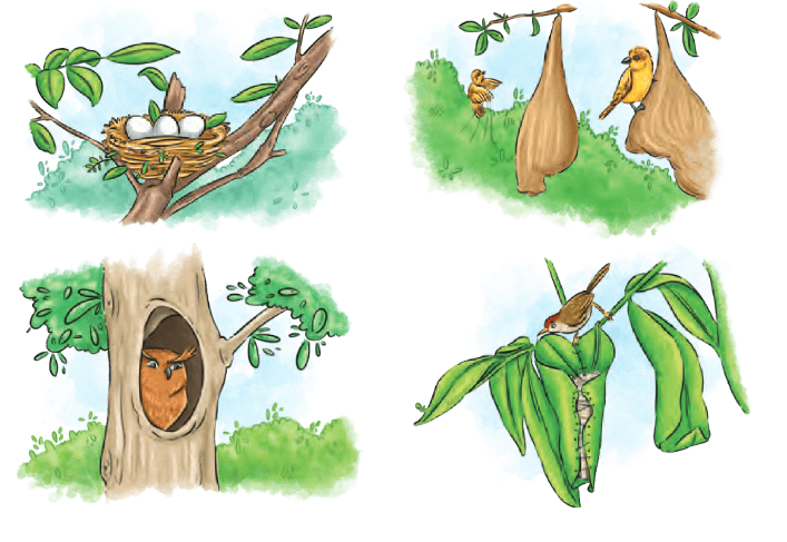 What a Bird Thought NCERT Solutions | English Class 6 (Honeysuckle)