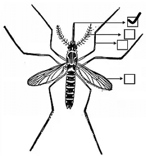 A Treat for Mosquitoes - 1 Class 5 Worksheet EVS Chapter 8