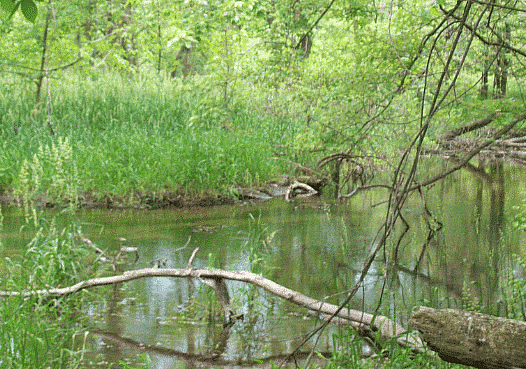 The Temperate Grasslands: Prairies - 1 Class 5 Worksheet SST