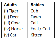 Textbook Solutions: Animals | Let`s Look Around & Learn 2: Solutions, Notes & Worksheets - Class 2