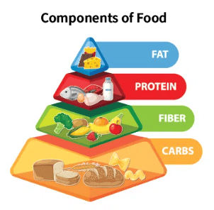 Components of Our Food Chapter Notes | Eureka Plus Class 6: Book Solutions, Notes & Worksheets
