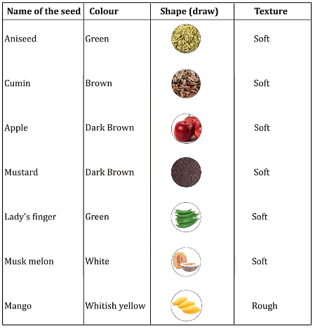 Different Seeds and their texture
