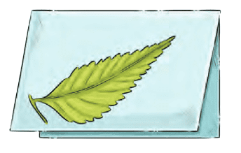 Neem Baba NCERT Solutions | English Class 6 (Honeysuckle)