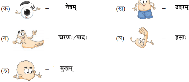 माधवस्य प्रियम् अङ्गम् NCERT Solutions | Sanskrit for class 6