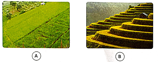 Textbook Solutions: Soil Erosion and Conservation | Eureka Plus Class 5: Book Solutions, Notes & Worksheets