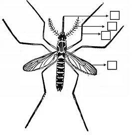A Treat for Mosquitoes - 1 Class 5 Worksheet EVS Chapter 8