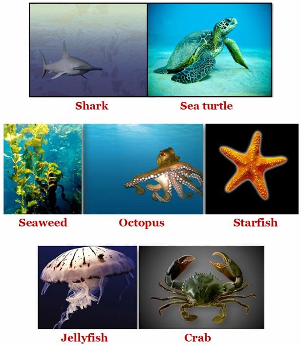 Living Organisms and Their Surroundings Chapter Notes | Basic Science for JSS 2